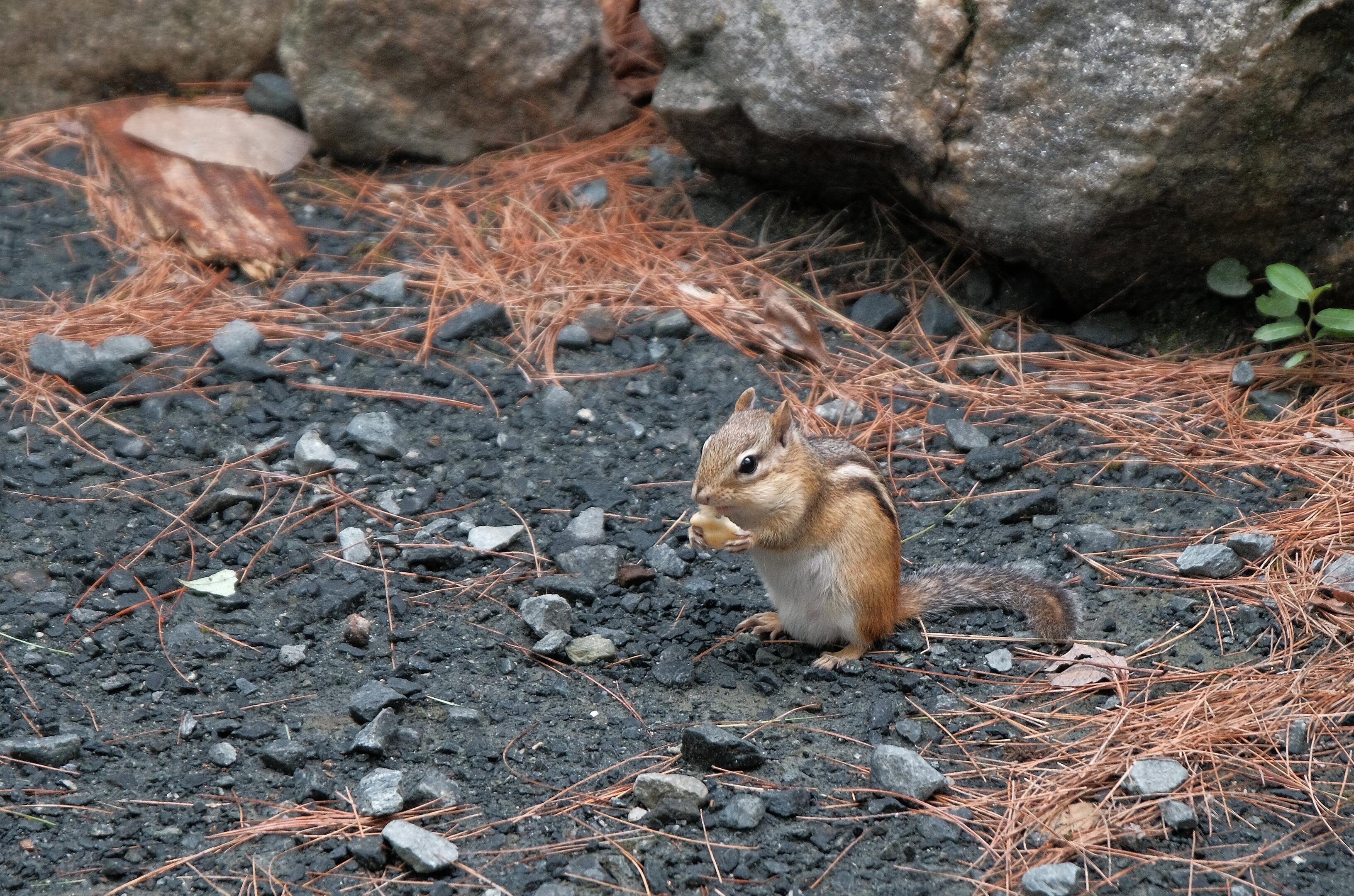 Picture of Squirrel, with hazy bokeh