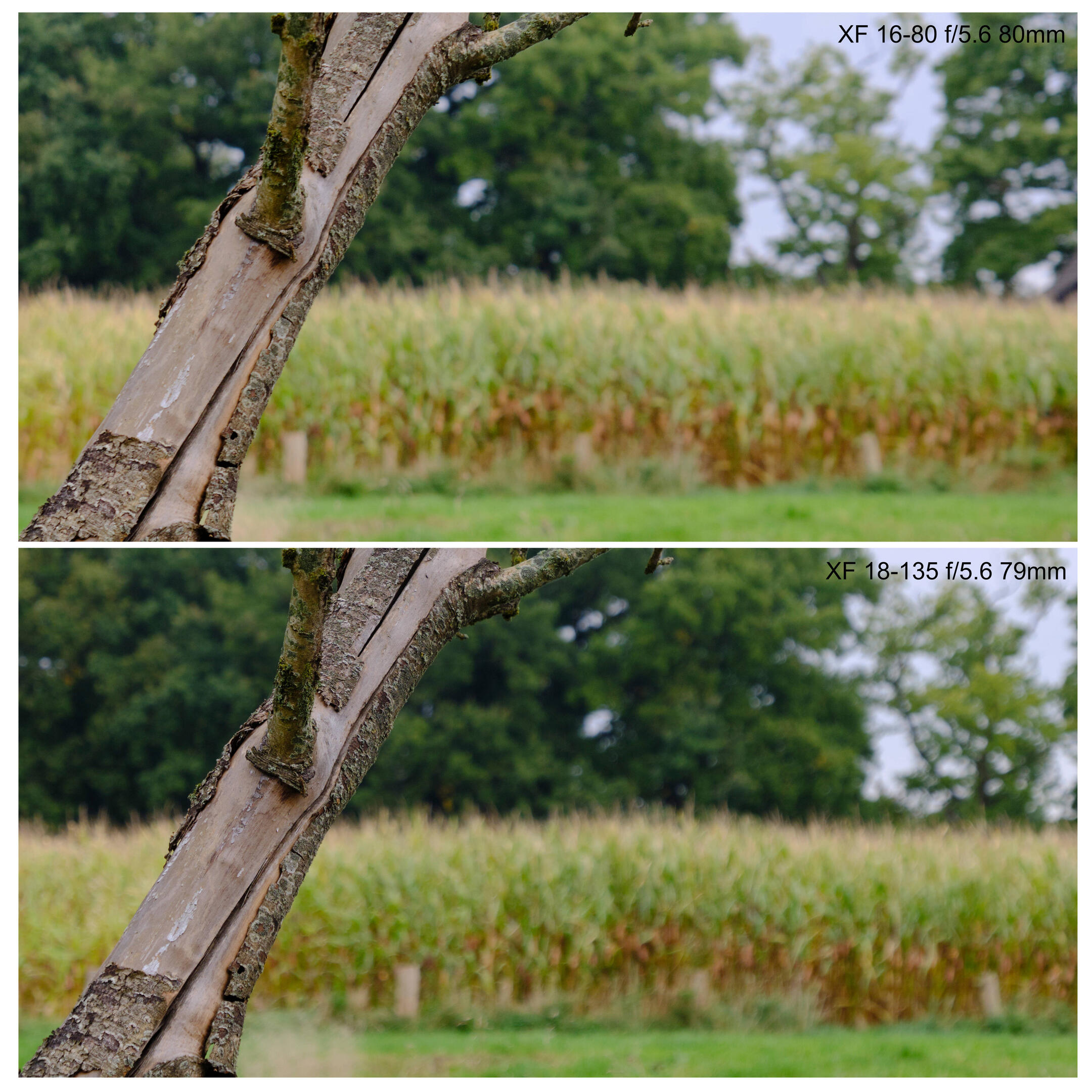 A picture taken with each lens, with a blurry background